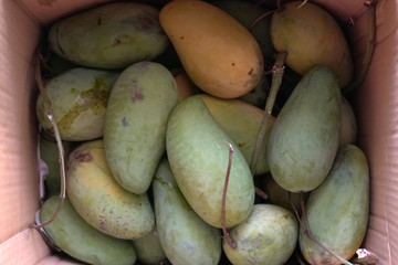 Nature mangoes fruit in paper box.