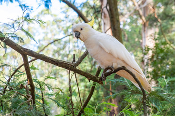 Large white parrot in the forest on blurred background closeup