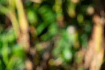 Poster - Colorful blurred in the green garden. Abstract blur foliage background in Springtime. Summer bright bokeh.