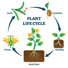 Plant Life Cycle Vector Illustration. Labeled Educational Development Scheme