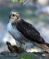 Red Tail Hawk dinnertime