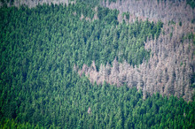 Aerial View Of Trees In Forest