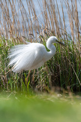 Wall Mural - White heron, Great Egret, standing on the lake. Water bird in the nature habitat