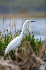 Wall Mural - White heron, Great Egret, standing on the lake. Water bird in the nature habitat