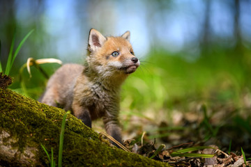 Poster - Red fox, vulpes vulpes, small young cub in forest