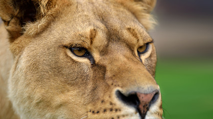 Poster - Close up lion portrait. Animal wild predators in natural environment