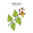 White teak, or Gamari Gmelina arborea , medicinal plant