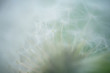 Dandelion seeds on a flower. Copyspace. Detailed macro photo. Abstract spectacular image.