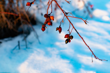 Rich red rosehip berries on the background of cold white snow, grow in a large group on the branches of a bushy rose and winter until spring all season without green leaves