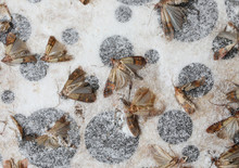 Moths On The Adhesive Bait With Powerful Glue To Catch Harmful I