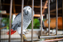 Caged African Grey Parrot