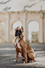 Wall Mural - one one german tiger boxer dog standing on green grass at autumn background