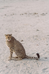 Gepard sitzt in afrikanischer Wüste