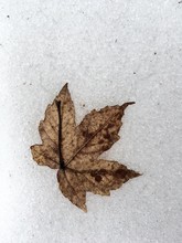 Close-up Of Maple Leaves Fallen On White Surface