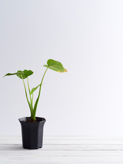 Poster - Plant pot on white wooden shelf.