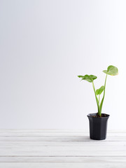 Poster - Plant pot on white wooden shelf.