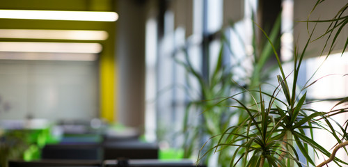 Poster - Evergreen tree or bush over blurred background in office