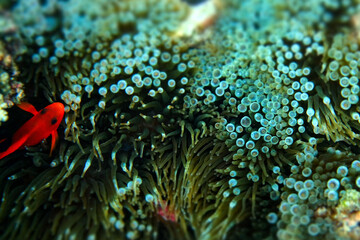 Wall Mural - Anemone under the sea in the cockburn  island of Myanmar