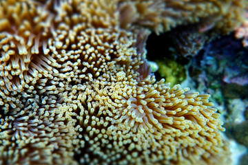 Sticker - Anemone under the sea in the cockburn  island of Myanmar