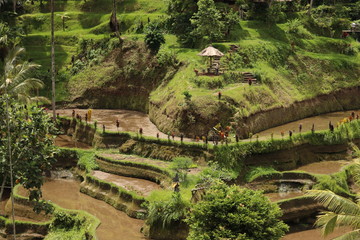 The Tegallalang rice terraces alone offer a scenic outlook