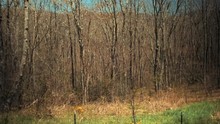 Barren And Dormant Trees In Dense Forest Along Barbed Wire Fence In Countryside, Pov Passenger Handheld
