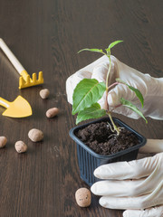 The plant stalk is placed in a plastic pot