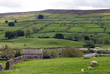 White And Black Sheep With Yorkshire Dales Vista In The Background