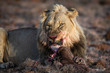 © Peter - Male lion with a black wildebeest calf kill
