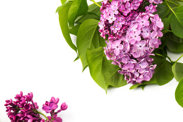  Beautiful blossoming lilac on white background. Space for text