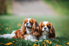 Beautiful Dog In The Grass Background. Kavalier King Charles Spaniel