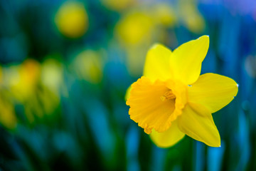 Wall Mural - nice daffodil flower