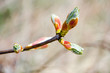 tree buds in the spring