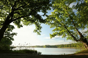 Wall Mural - Spring oaks on the lake shore highlighted by the rising sun