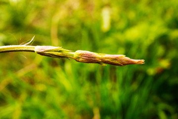 Young beautiful spring hop shoot on a green background.