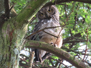 Wall Mural - Spotted Eagle Owl
