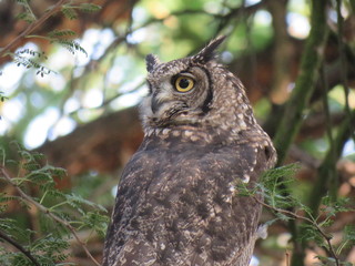 Wall Mural - Spotted Eagle Owl
 