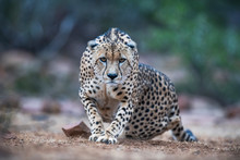 Stalking Male Cheetah