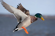 Male mallard duck Anas platyrhynchos drake in flight against a blue winter sky in Canada