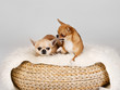 Dwa psy chihuahua w studio na szarym tle