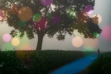Wall Mural - abstract natural background, trees in the early morning with beautiful fantastic bokeh