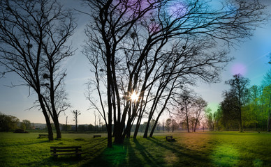Wall Mural - abstract natural background, trees in the early morning with beautiful fantastic bokeh