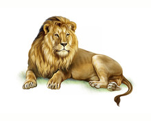 Lion (Panthera Leo), Realistic Drawing