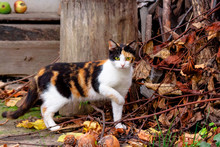 Curious Calico Cat Walking Outside. Predator In The Autumn Garden. Fruit Composition On The Background. Thanksgiving Concept