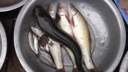 Wall Mural - Live fish for sale at a street food market, Ho Chi Minh city, Vietnam, close up