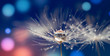 Leinwanddruck Bild - Abstract blurred nature background dandelion seeds parachute. Abstract nature bokeh pattern