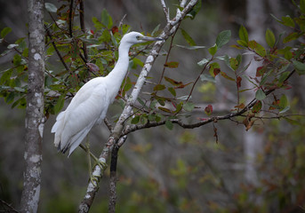  Immature little blue heron standing on a branch in a swamp.