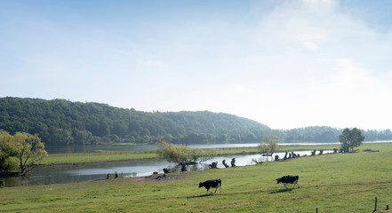 Sticker - spotted cows in beautiful moring light in floodplanes of river Rhine opposite Rhenen in the netherlands