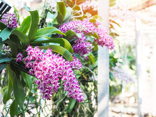 Wall Mural - rhynchostylis orchid flowers at farm