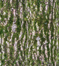 Bark Texture With Fluffy Green Moss - Seamless Pattern Of Wood Material. High Detailed Map For 3d Modeling Of Tree.