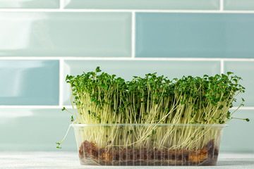 Micro green sprouts growing in tray in kitchen against mint tile wall